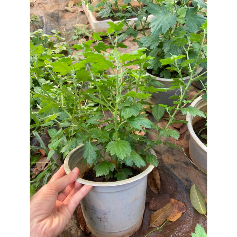 Cúc làm trà  size chậu c6