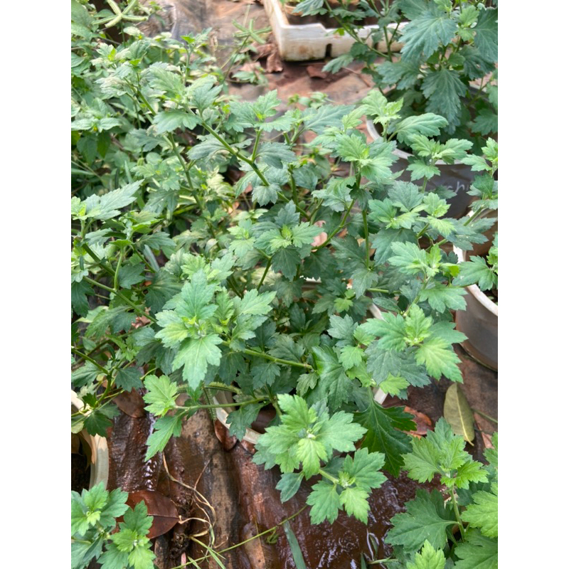 Cúc làm trà  size chậu c6