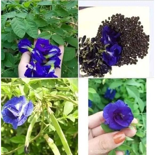 Hạt giống hoa đậu biếc 20 hạt