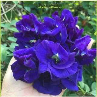 HẠT GIỐNG HOA ĐẬU BIẾC 20 HẠT