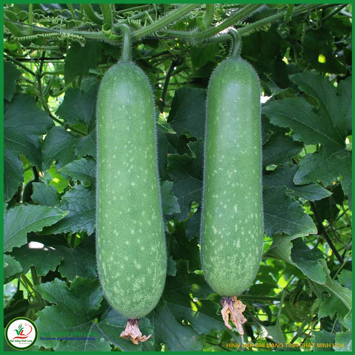 Hạt giống Bí đao chanh F1 YAMATO TN 98