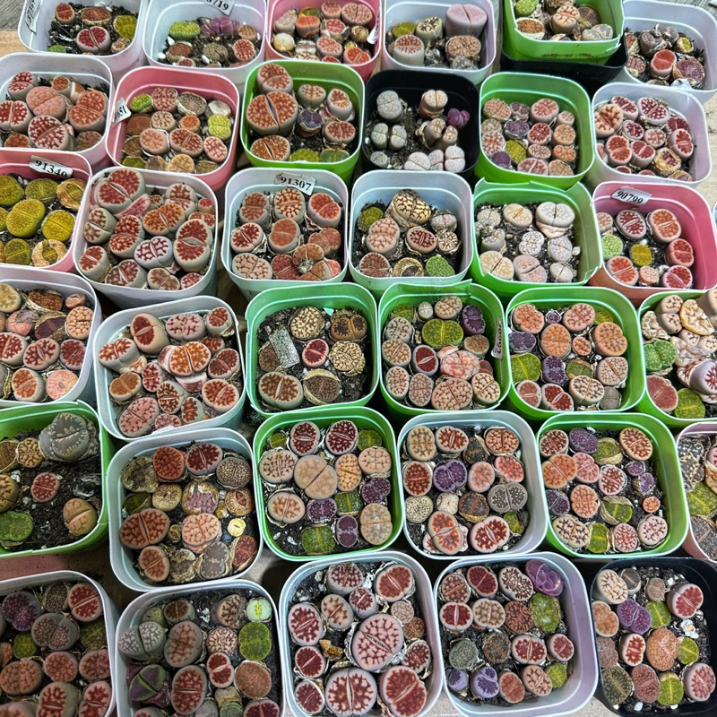 Combo thạch lan (lithops) nhiều màu