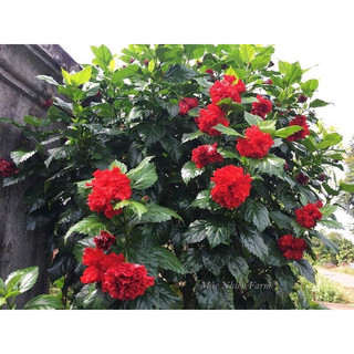 Hoa dâm bụt đỏ ,hồng - bầu giống khoẻ.