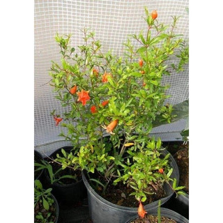 Cây giống lựu đỏ ấn độ siêu sớm (trồng chậu được)