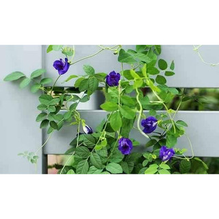 HẠT GIỐNG HOA ĐẬU BIẾC 20 HẠT
