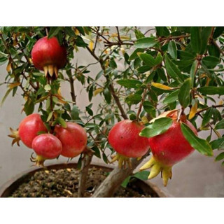 Cây giống lựu đỏ ấn độ siêu sớm (trồng chậu được)