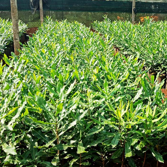 Cây giống macca ghép