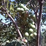 Cây giống macca ghép