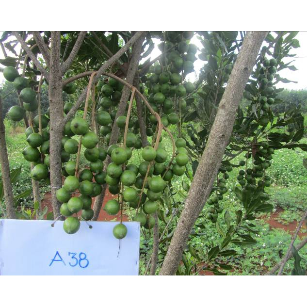 Cây giống macca ghép