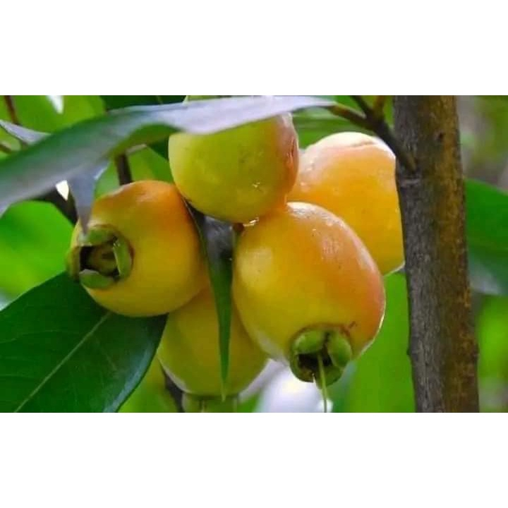 Cây giống mận lý (giống siêu tốt + siêu đẹp)