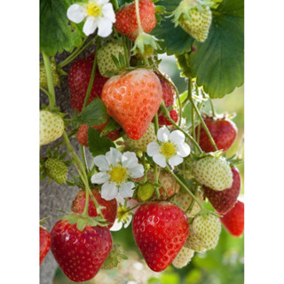 cây dâu tây chịu nhiệt  1 cây