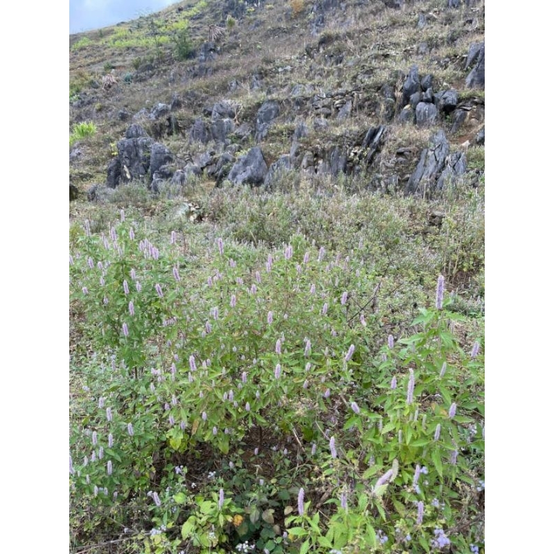 Mật ong bạc hà núi đá hà giang 1L