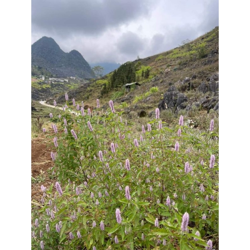 Mật ong bạc hà núi đá hà giang 1L