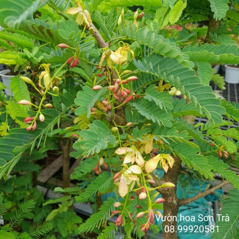 (VHST Q.8 - GIAO TRONG NGÀY) Cây ME THÁI gốc to đang hoa.