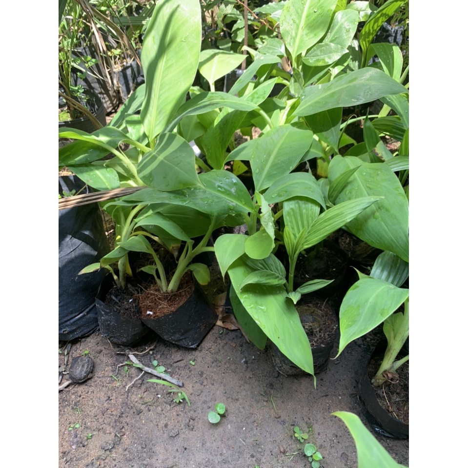 Chuối già nam mỹ