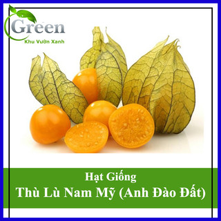 Hạt Giống Quả Thù Lù Nam Mỹ - Anh Đào Đất - Tầm Bóp (50 Hạt)