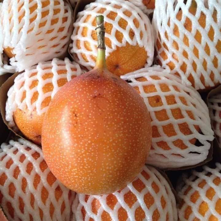 CÂY GIỐNG CHANH LEO NGỌT COLOMBIA