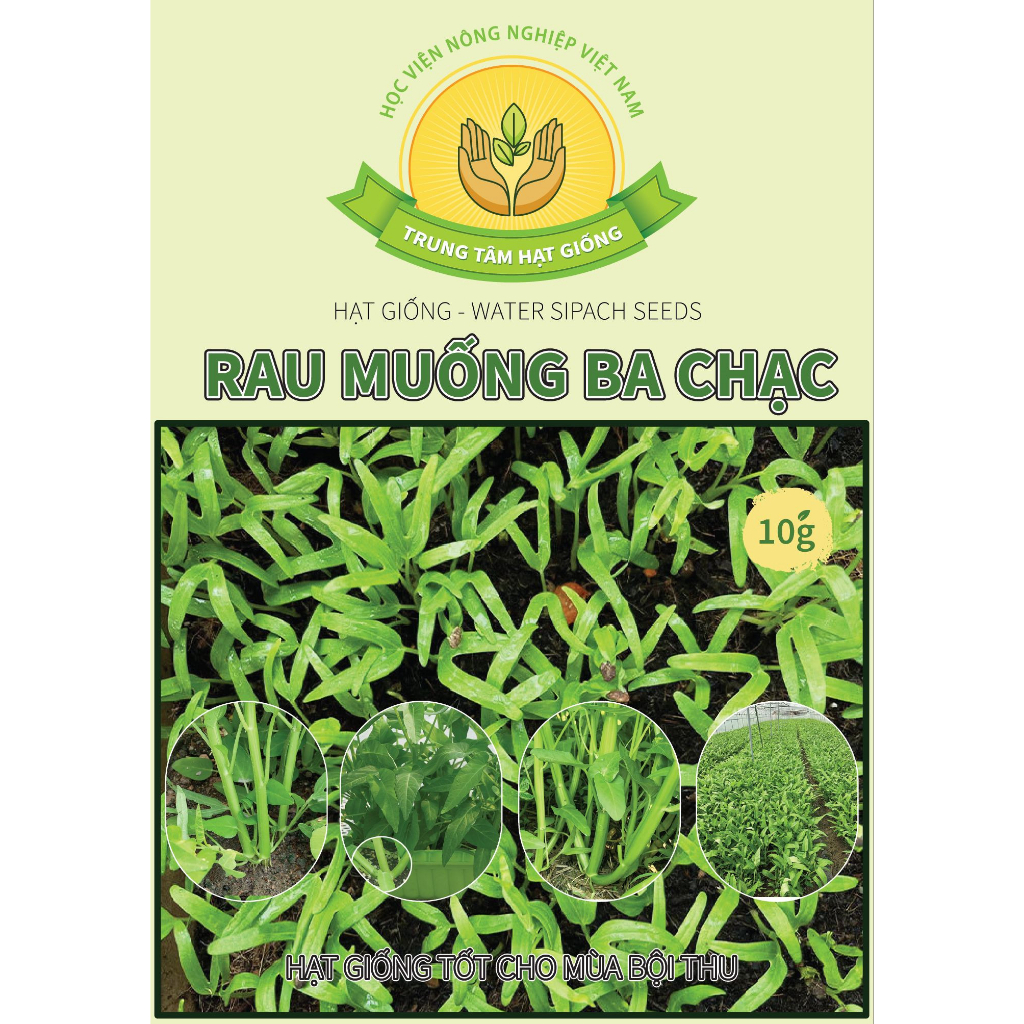 Rau Muống 3 Ngọn, Rau Muống 3 Chạc - Trung Tâm Hạt Giống HV Nông Nghiệp VN