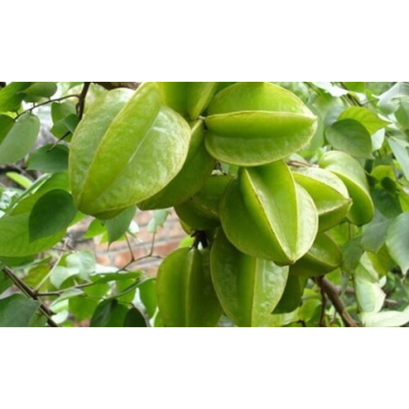 Quả khế chua - Ship hoả tốc Hà Nội