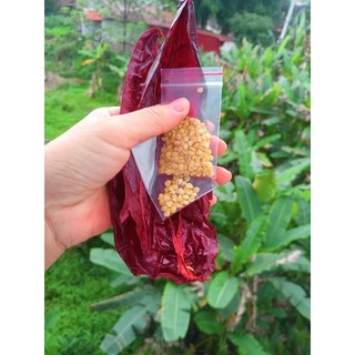 Gói 200 hạt giống ớt ngọt sweet palermo