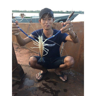 Tinh mùi câu tôm càng xanh 30ml