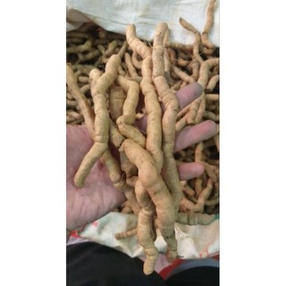 01 Kg Ba Kích Tím tươi Nguyên Củ-Quảng Ninh loại 1