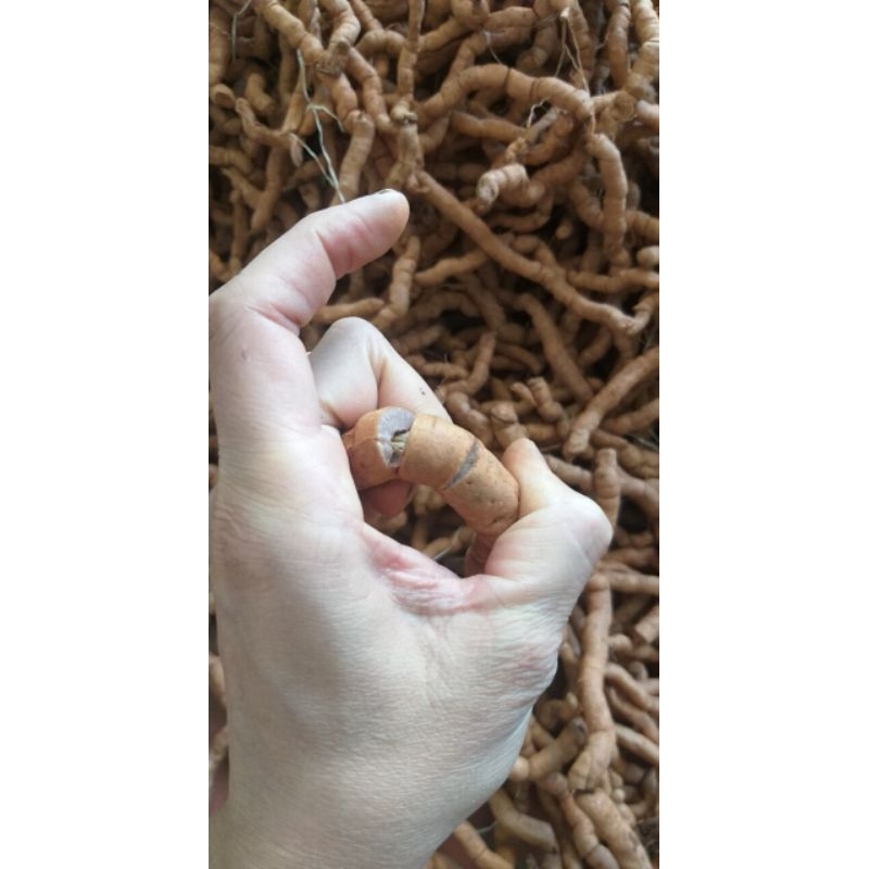 01 Kg Ba Kích Tím loại 1 Ba Chẽ Đã làm sạch, tách bỏ lõi