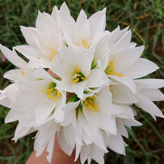 Củ huệ mưa trắng Ice Snow