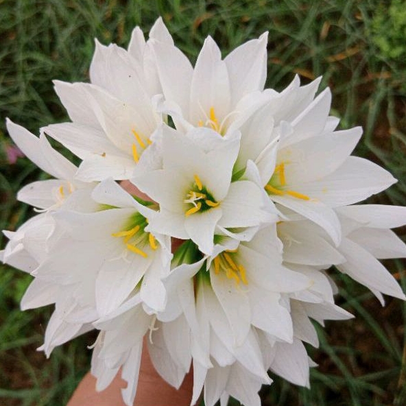 Củ huệ mưa trắng Ice Snow