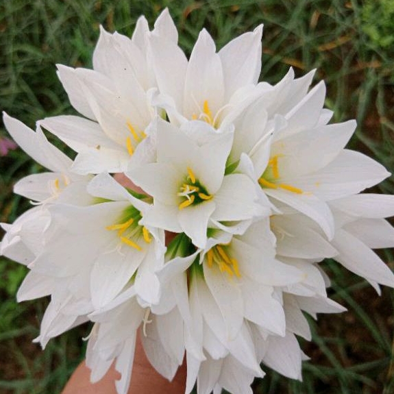 Củ huệ mưa trắng Ice Snow