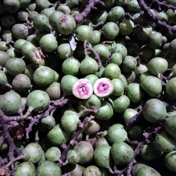 100g quả sung nếp sấy khô