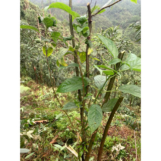 Cây Rau Đắng ( Đắng cảy, Bọ mẩy) - Combo 3 Cây