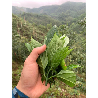 Cây rau đắng - rau bọ mẩy combo 5 cây