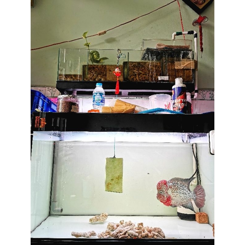 Vi sinh cao cấp cá cảnh CSBIO hạn sử dụng 500ml  14/2/2025