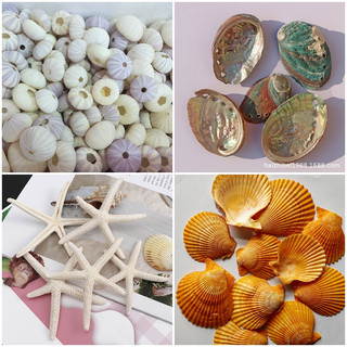 Ốc biển, vỏ sò, nhím biển, sò điệp tự nhiên chụp ảnh sản phẩm