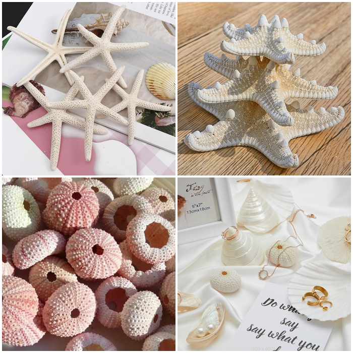 NHÍM BIỂN, ỐC, VỎ SÒ BIỂN Dựng Concept, Chụp Nail, Trang Sức, Trang Trí Chụp Ảnh, Làm Handmade