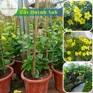 Cây giống Huỳnh Anh leocây trồng cổng,ban công, sân vườn,tượng trưng cho tình yêu đôi lứa