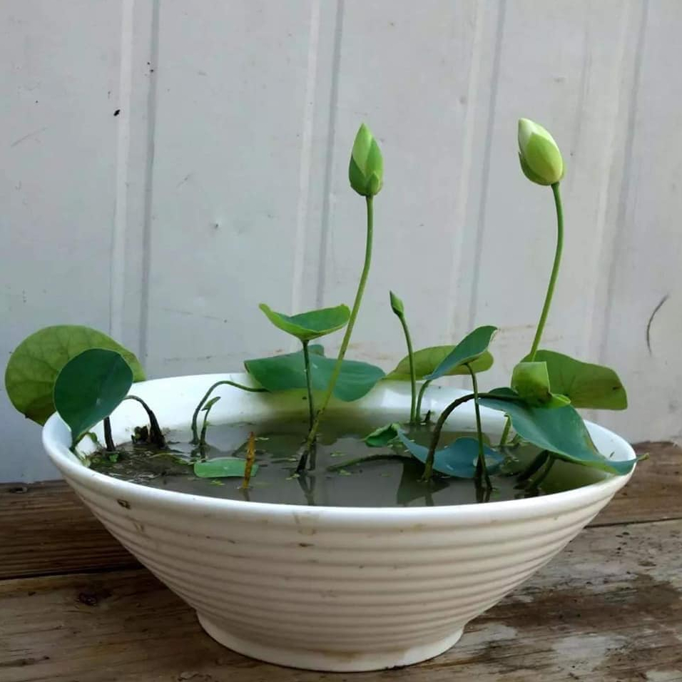 2 Hạt Giống Hoa Sen Mini Nhật Bản - Sen Bách Diệp nhiều màu siêu dễ trồng đảm bảo nảy mầm 99% không có hạt nổi.
