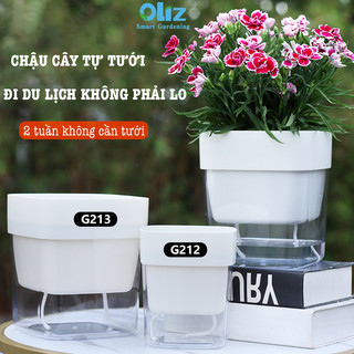 Chậu cây để bàn Oliz G2 Clear. Chậu trồng cây có chức năng tự tưới nước cho cây