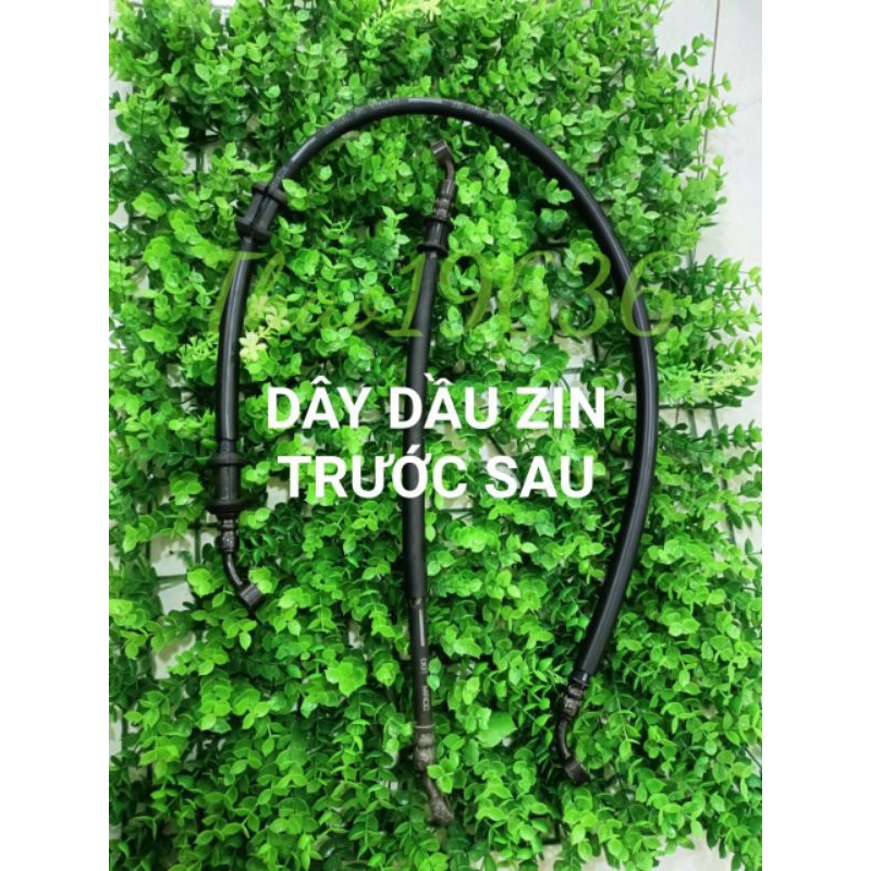 Dây dầu Xipo