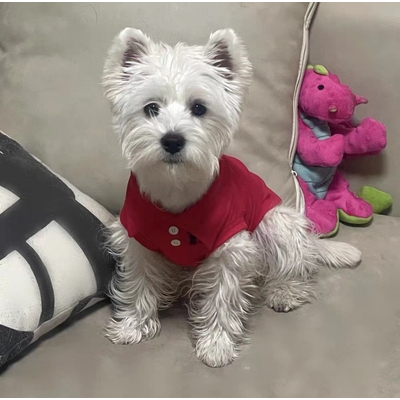 Áo thun 3 lỗ polo áo golf mùa hè mát mẻ cho chó mèo