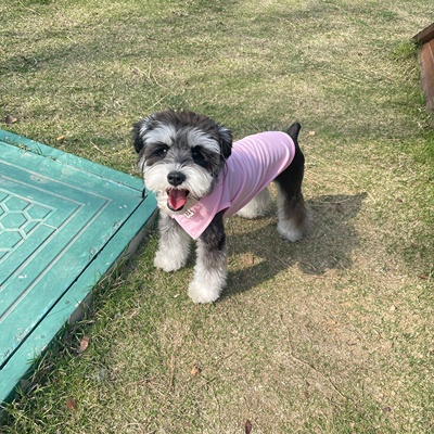 Áo thun 3 lỗ polo áo golf mùa hè mát mẻ cho chó mèo