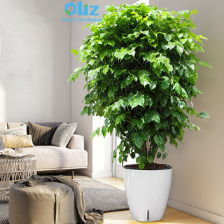 Chậu trồng cây tự tưới Oliz H103. Chậu trồng cây trong nhà, chậu trồng cây ban công.