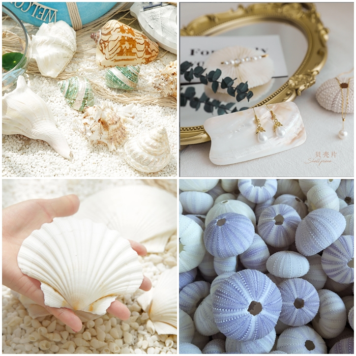 (SIÊU XINH) Con Sò Điệp, Ốc xà cừ, Nhím Biển chụp ảnh sản phẩm, đựng thức ăn, làm chuông gió