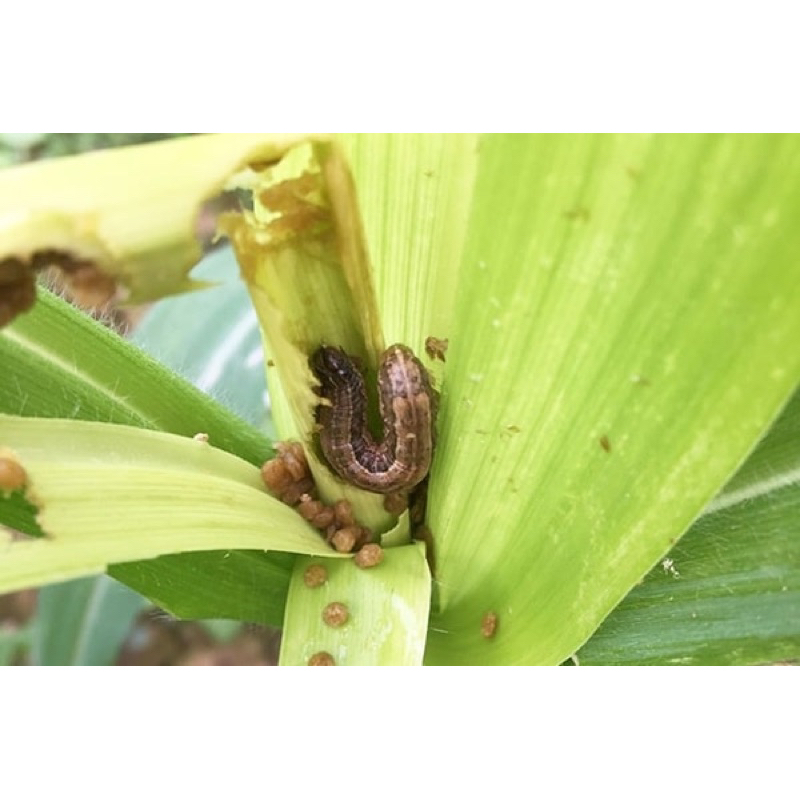 Thuốc trừ sâu Qshisuco  20g