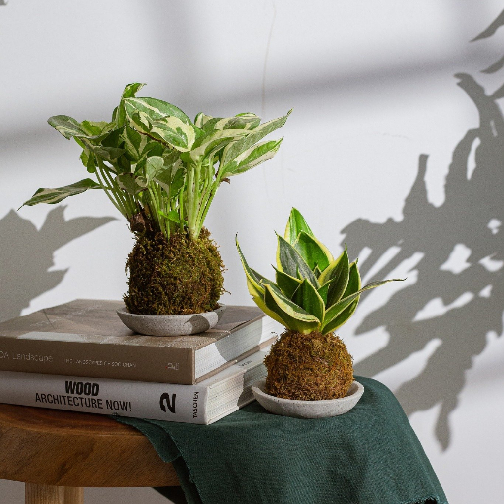 Đĩa lót phong cách Kokedama
