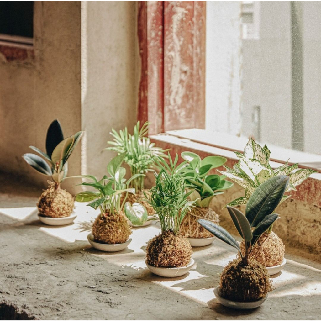 Đĩa lót phong cách Kokedama