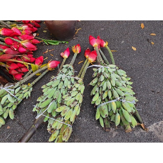 chuối hột rừng(củ giống)