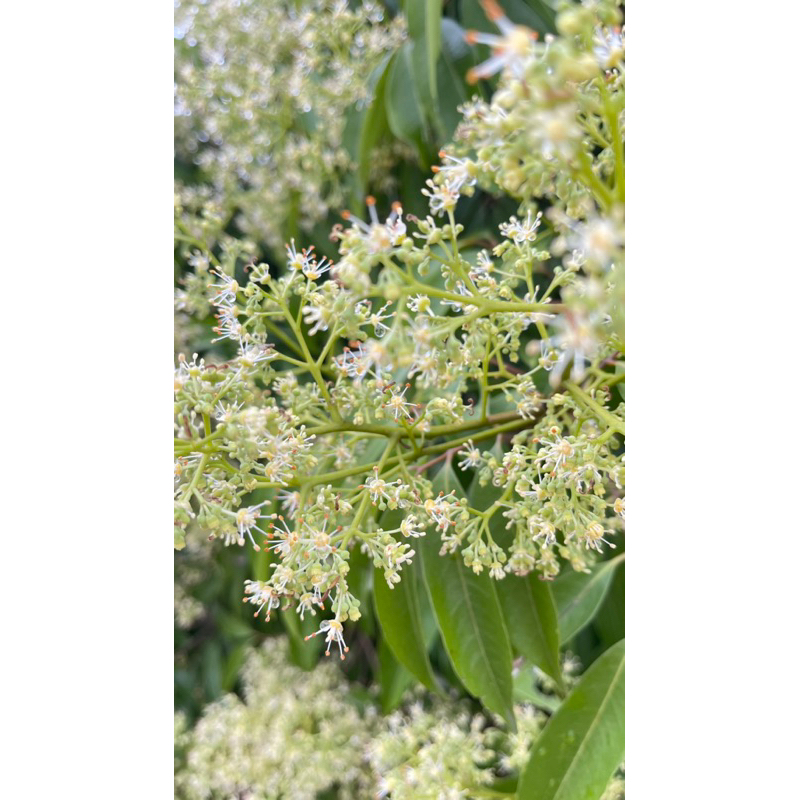 Mật Ong Hoa Vải Bắc Giang 1000ml