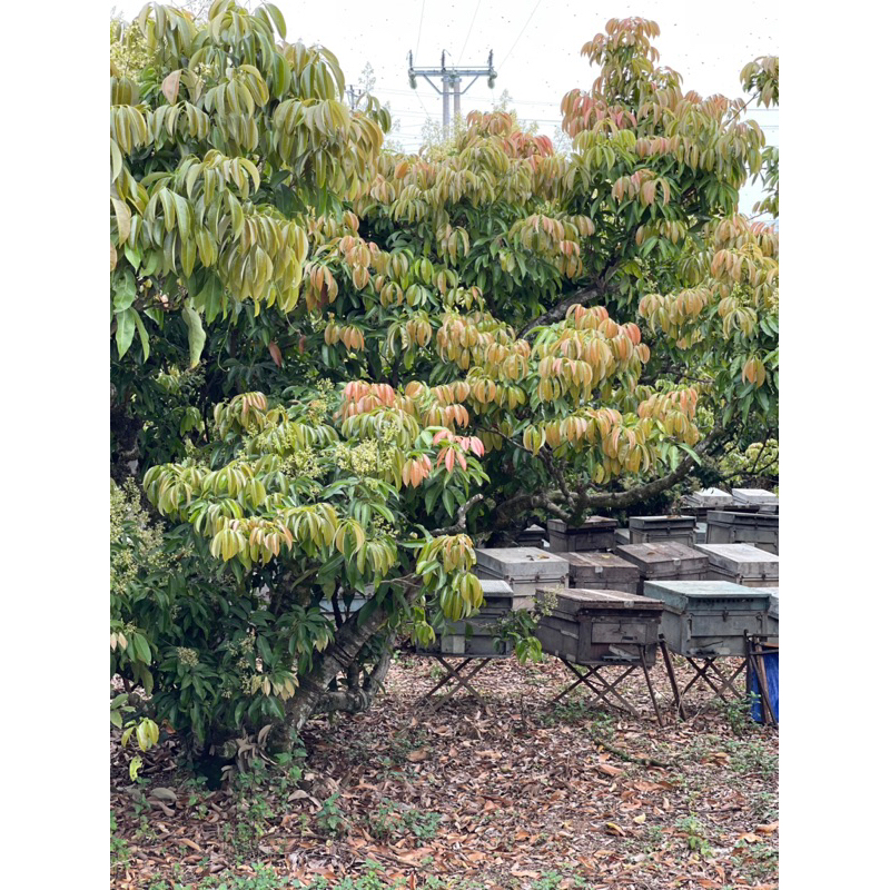 Mật Ong Hoa Vải Bắc Giang 1000ml